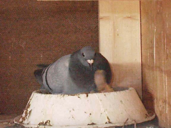 Feeding hen